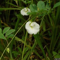 Clitoria ternatea L.